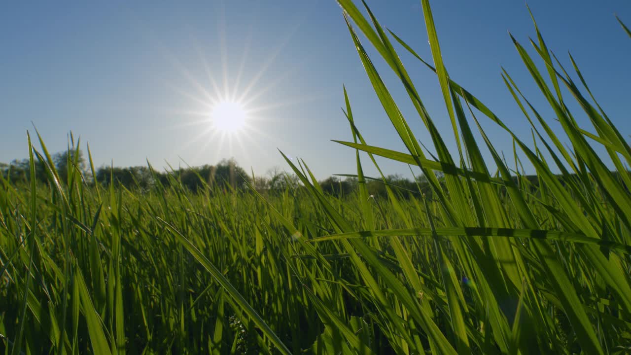 蓝天映衬着嫩绿的草地。草地和深蓝的天空。完美的夏季极简主义自然背景。视频下载