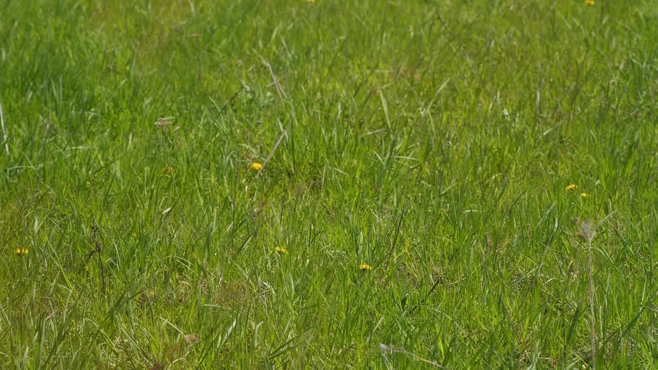 蓝天映衬着嫩绿的草地。草地和深蓝的天空。完美的夏季极简主义自然背景。视频下载