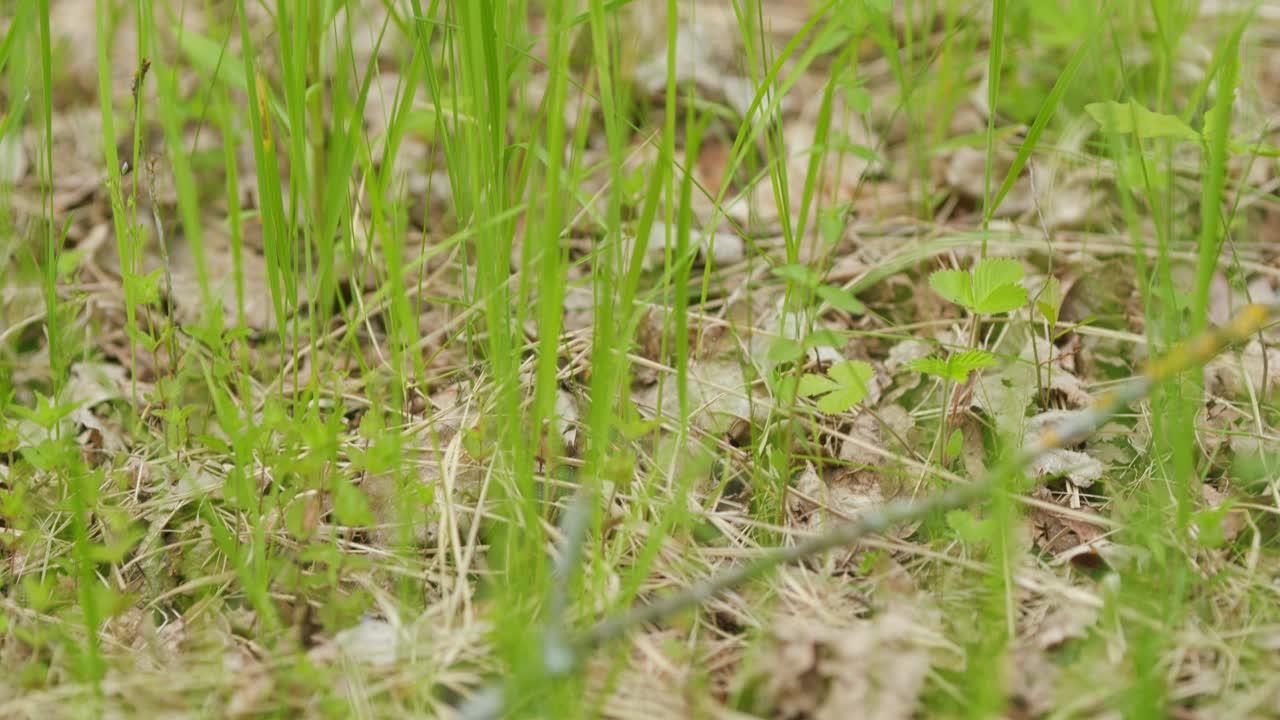 绿叶子中的草蛇。蛇移动。初春森林中毒蛇头的饲养。视频下载