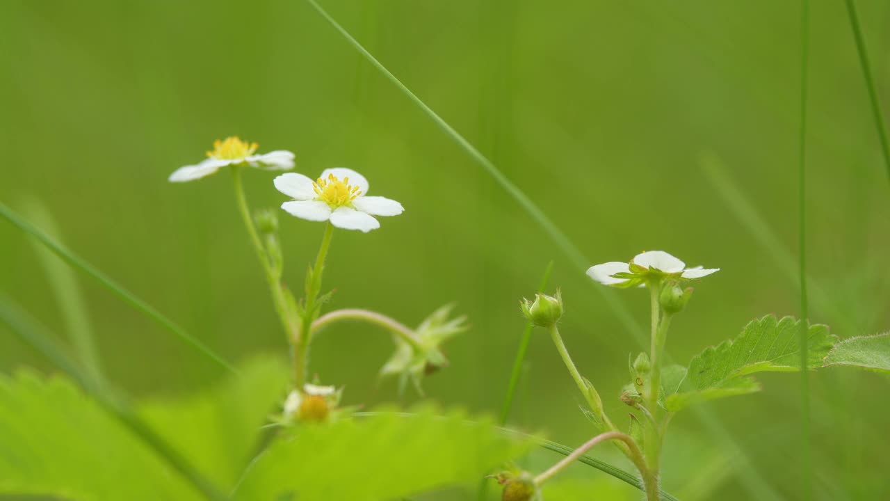 盛开的草莓床。年轻草莓的白色花朵。灌木与白色的花朵和黄色的中间。美丽的未成熟的草莓在花园里生长。草莓植物的花和果实在花园里生长。视频下载