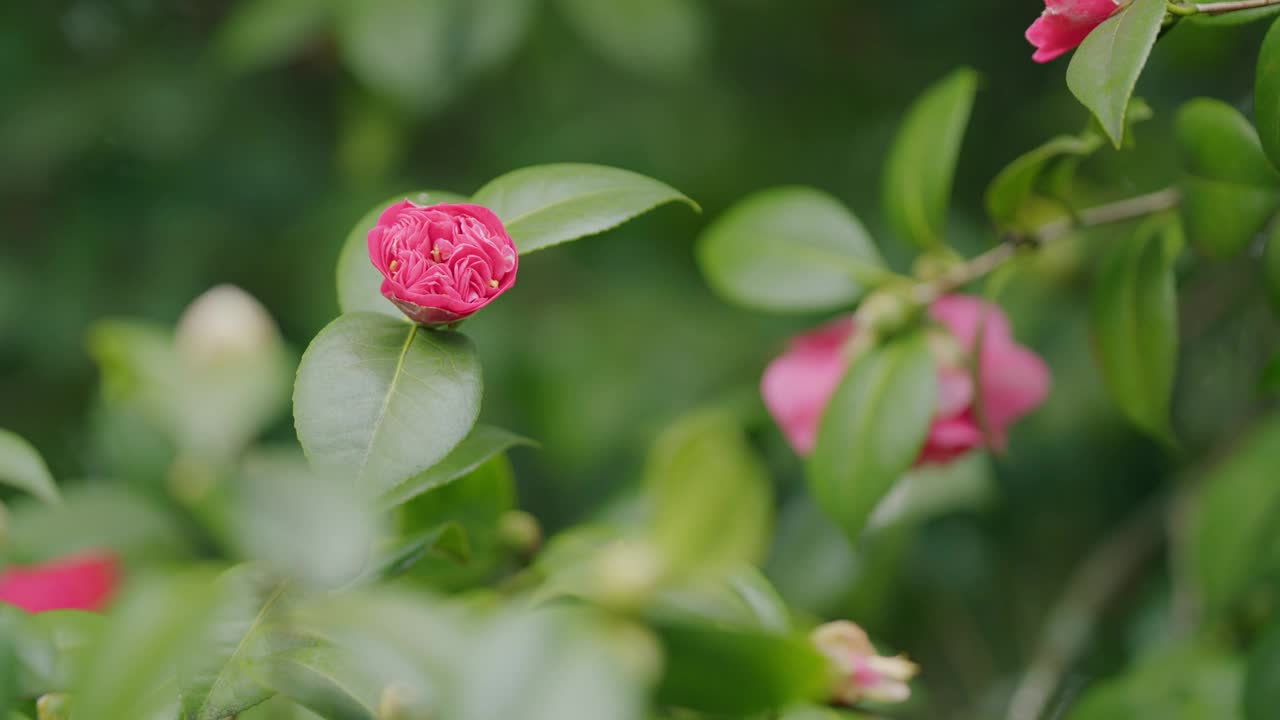 春花中的粉色山茶花。粉红色的茶花与绿色的叶子。视频下载