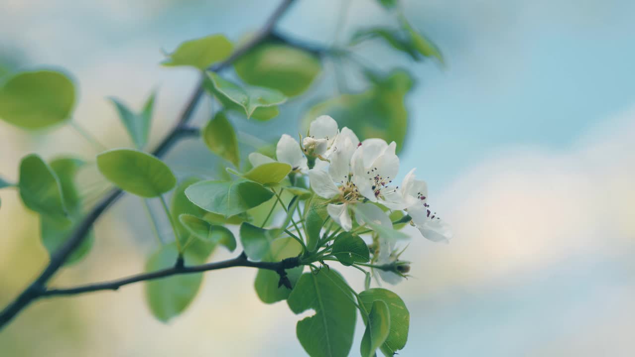 春树开花。春天盛开的梨花枝开满了白花。淡绿色的梨花盛开的背景。视频下载