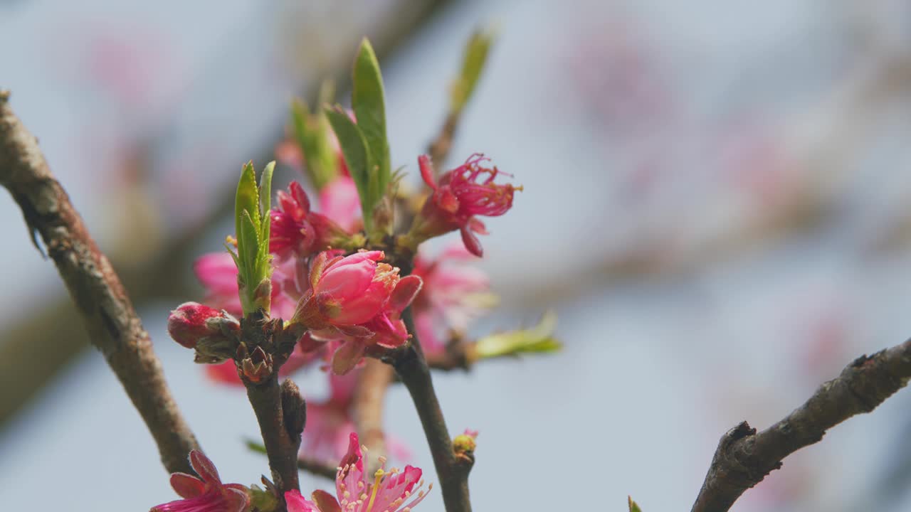 美丽的果园。杏树花与软焦点。美丽的花园在一个阳光明媚的日子。关闭了。视频下载