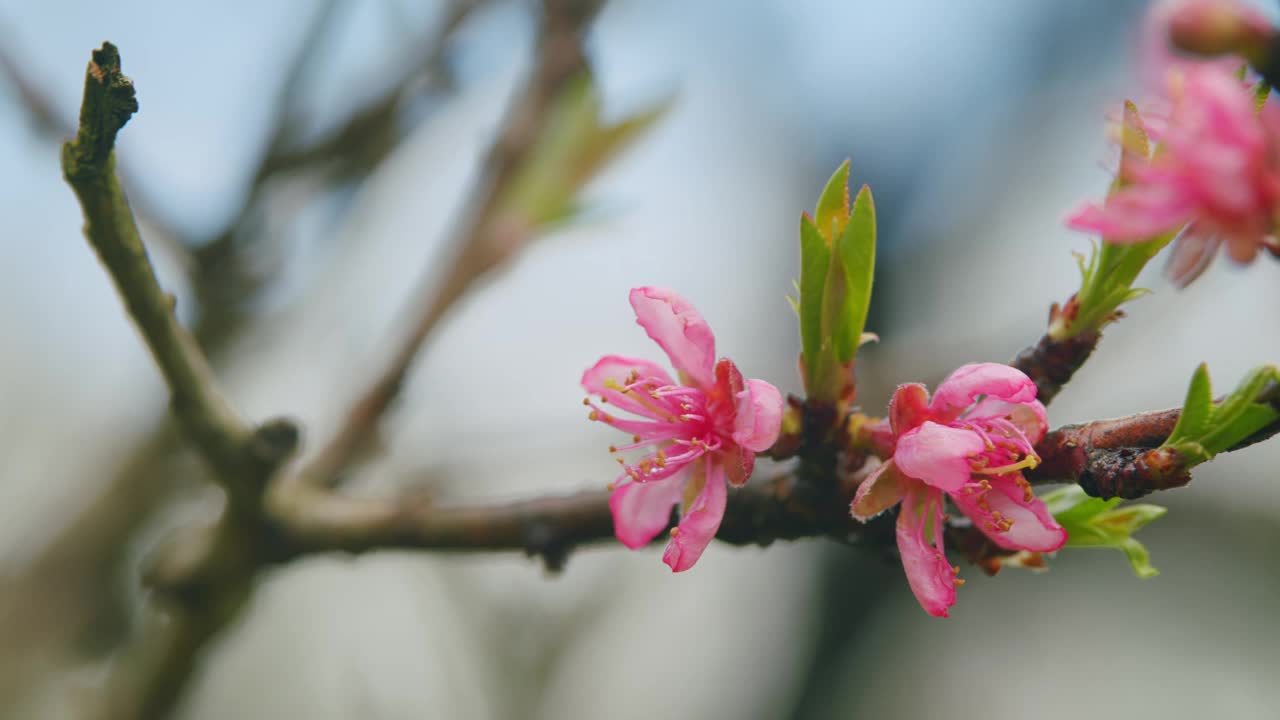 粉红色杏花在蓝色模糊的背景。粉红色的花春天景观与盛开的粉红色树。关闭了。视频素材