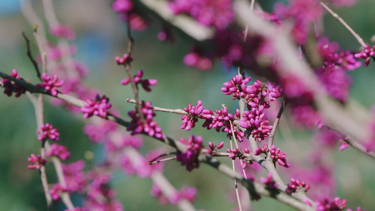 美丽的淡粉色玉兰花在柔和的光。春天开花。视频下载