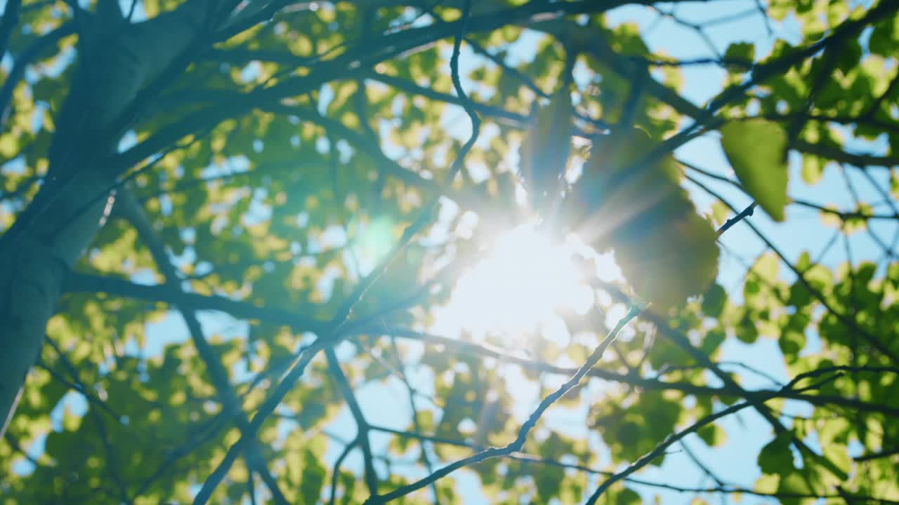 太阳眩光。阳光透过树叶照进来。阳光下的树叶。仰望森林里的阳光。自然绿色木材阳光背景。视频下载