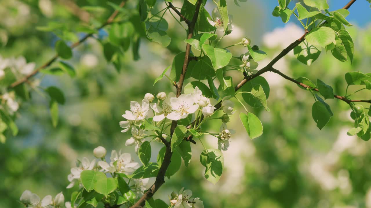 梨花在春天盛开。精致的白花在枝头，绿色的嫩叶在阳光明媚的日子里随风摇曳。梨树花。视频下载