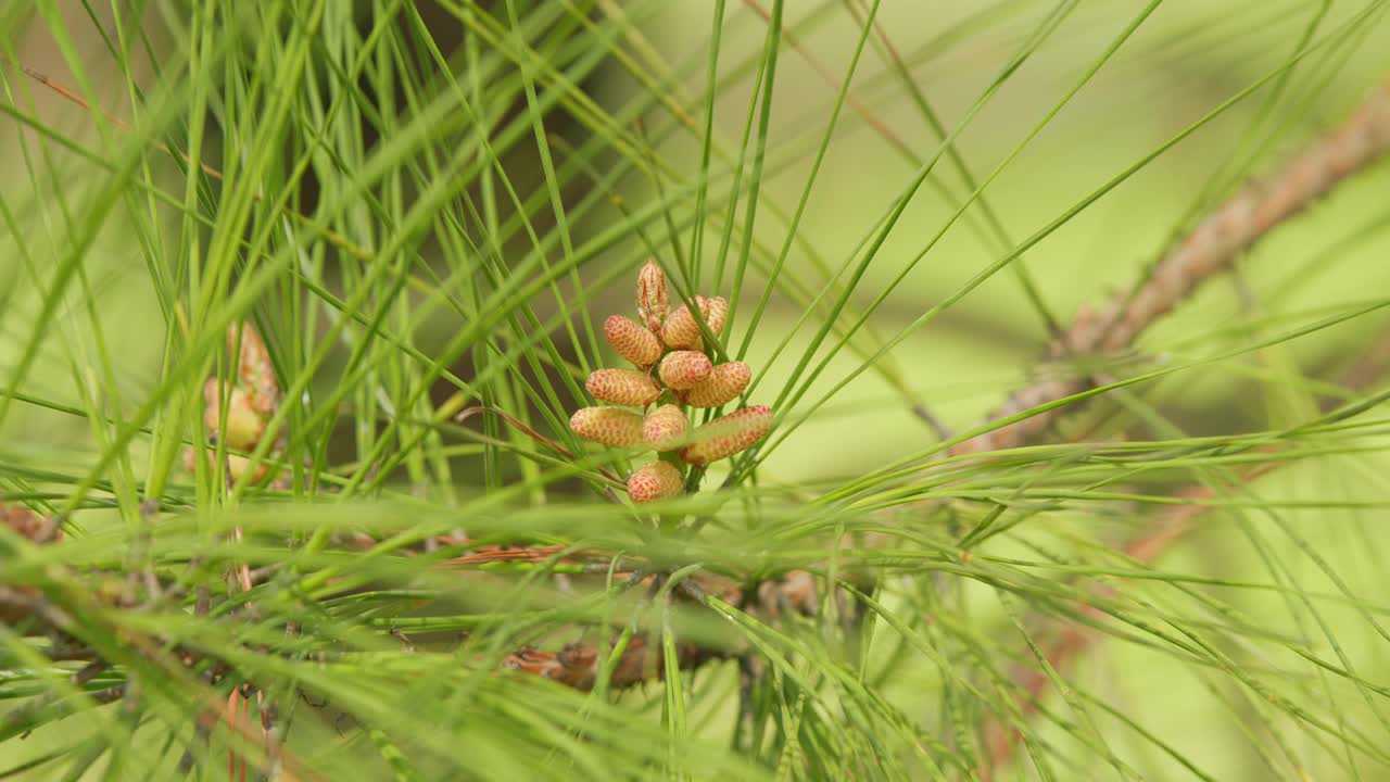 开花松枝。有球果和花粉的松树。春天花园里嫩绿的小松果。关闭了。视频下载