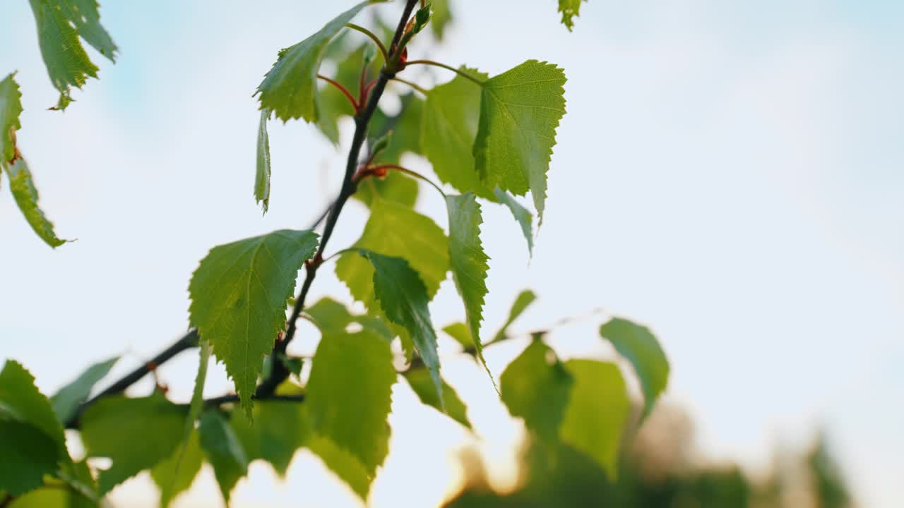 绿色小叶子植物在小茎上。早春时树上的嫩叶。第一片春叶落在树枝上。视频下载