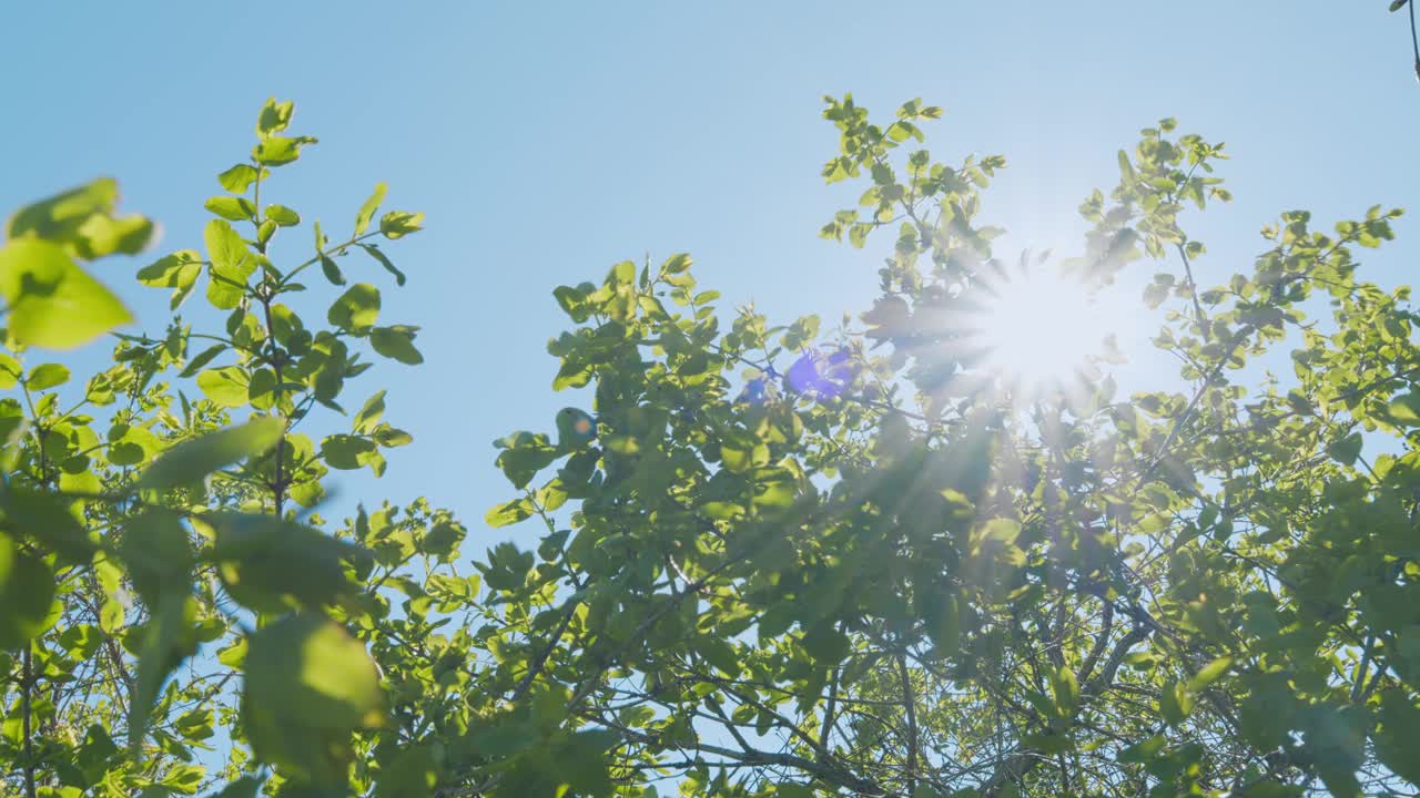 春天的大自然。阳光穿过绿叶模糊散景背景。美丽的阳光透过风吹树绿叶。Sunflare。视频下载