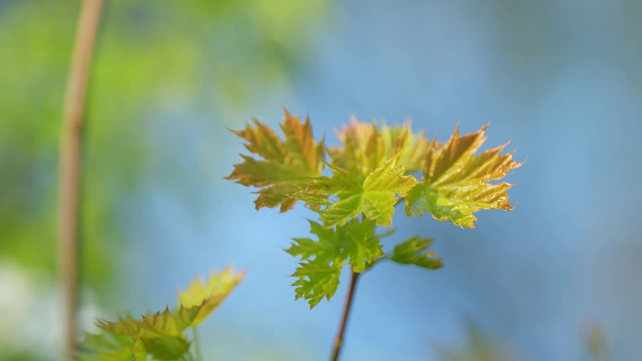 春天的枫叶枝。春天的嫩绿枫叶在明亮的阳光直射下呈现出红色和棕色的色调。缓慢的运动。视频下载