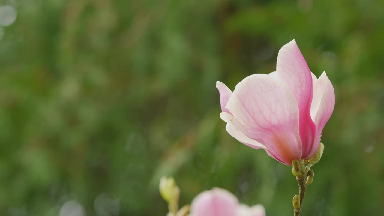 粉红色的玉兰花在蓝色的天空背景。美丽的花朵。美丽盛开的粉红色木兰。关闭了。视频下载