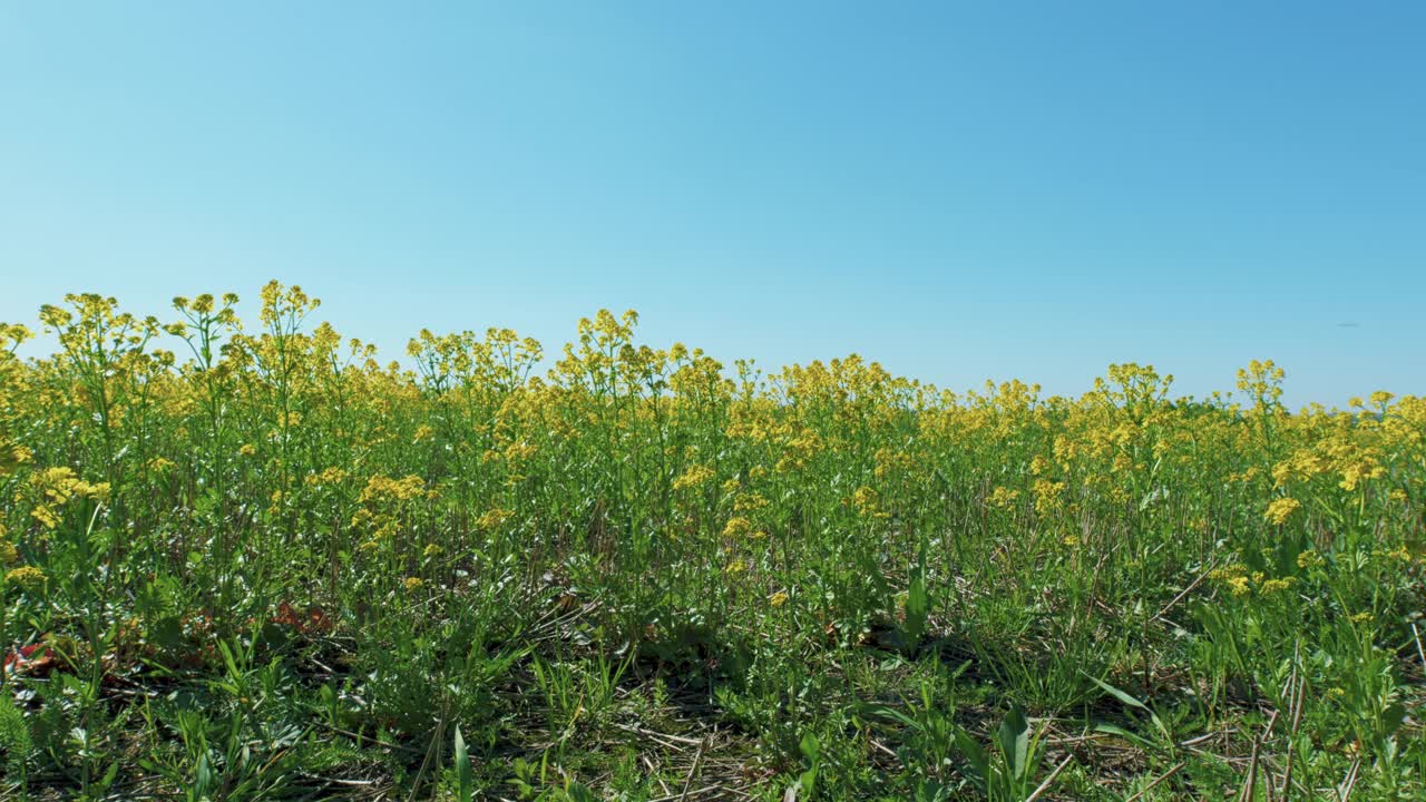 黄花盛开的美丽风景。乡村，乡村景观。幸福和健康的神秘之花。视频下载