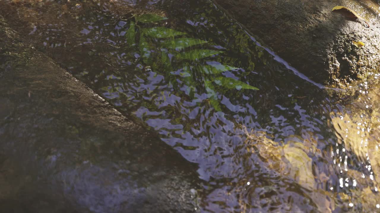 大自然的场景与抽象的表面图案和一片树叶轻轻地流下在热带雨林的溪流视频下载