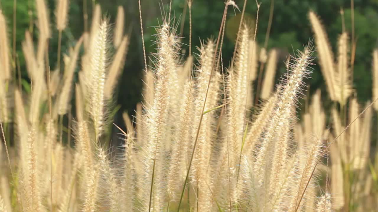 棕色的草花。视频下载