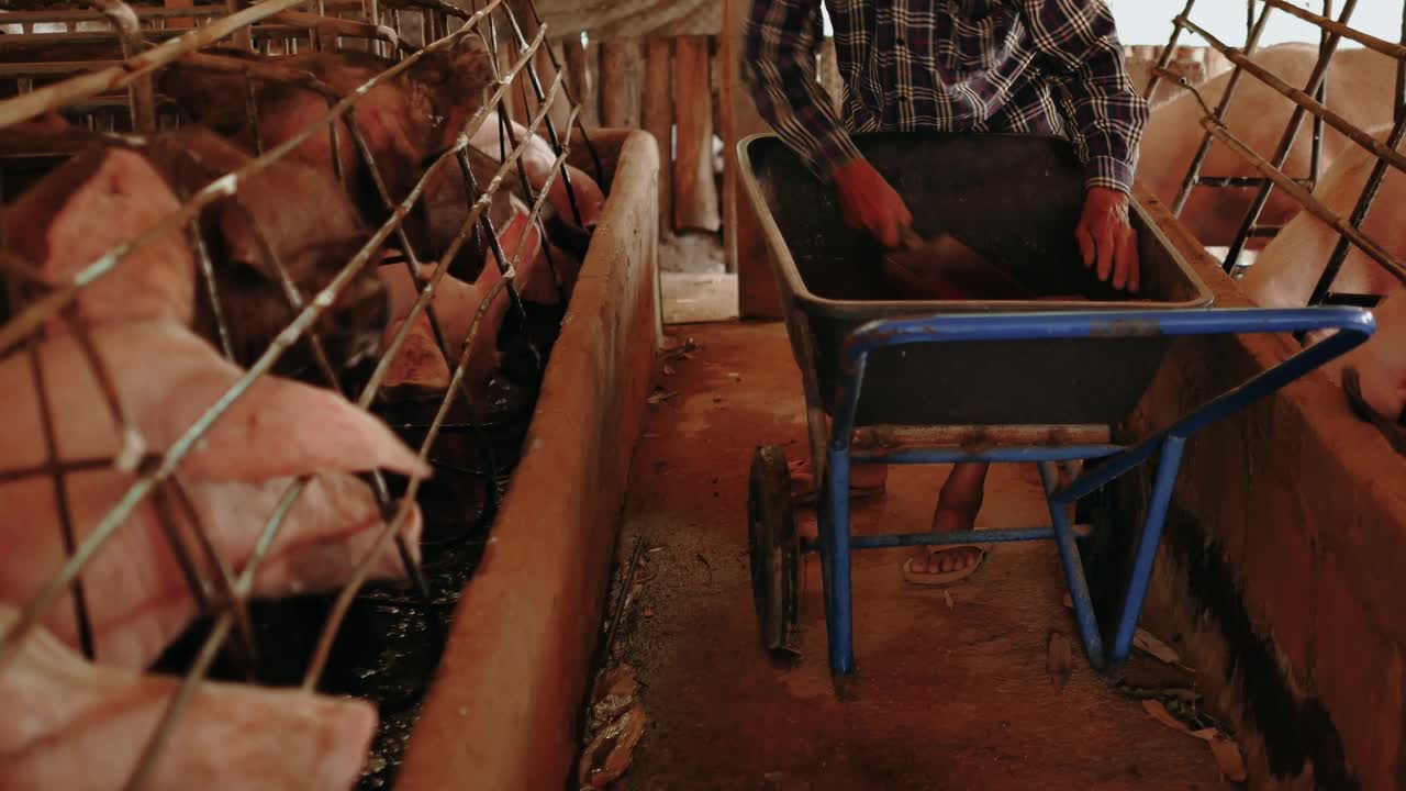 养猪户正在给养猪场喂食。在农村养猪场饲养牲畜的男性农民。视频下载