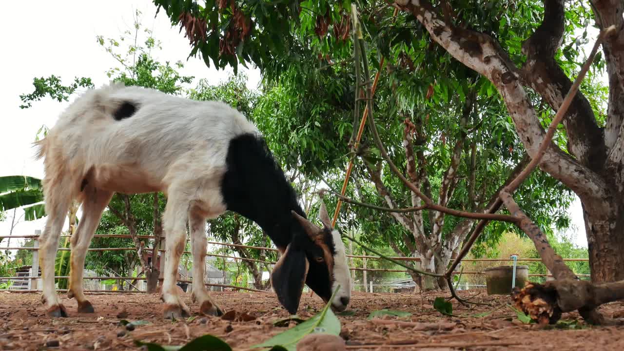 山羊在农场里一起吃草视频下载