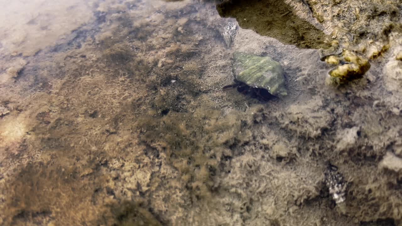 寄居蟹在潮池旁的湿沙中游弋，概念海岸海洋生物宁静的环境魅力视频下载