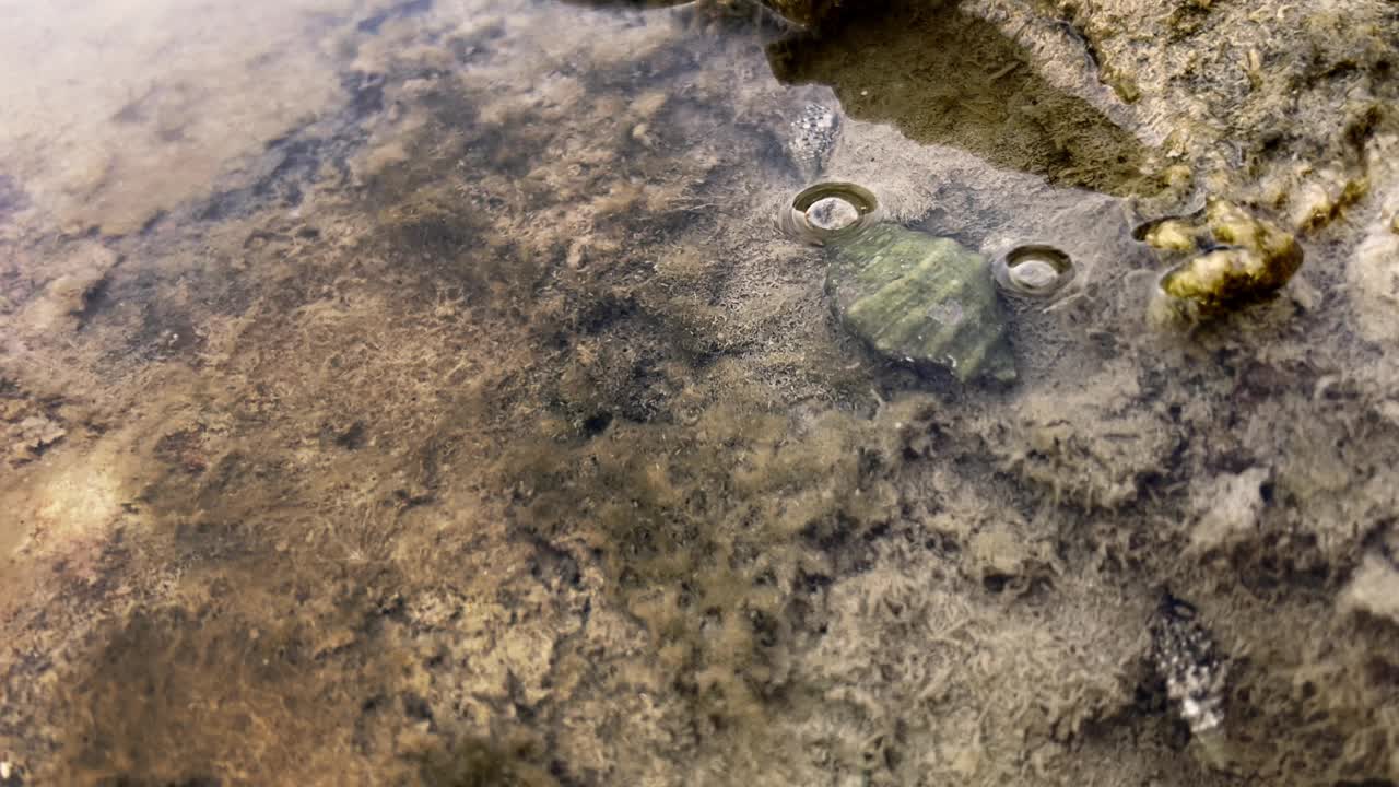 一只色彩鲜艳的寄居蟹(Pagurus sp.)用脚探测海底寻找食物的特写。视频下载