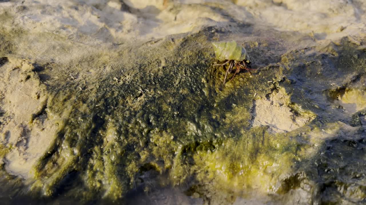 寄居蟹靠水在多岩石的地形上移动，展现出独特的外壳和自然习性，凸显了其栖息地沿海野生动物的魅力视频下载