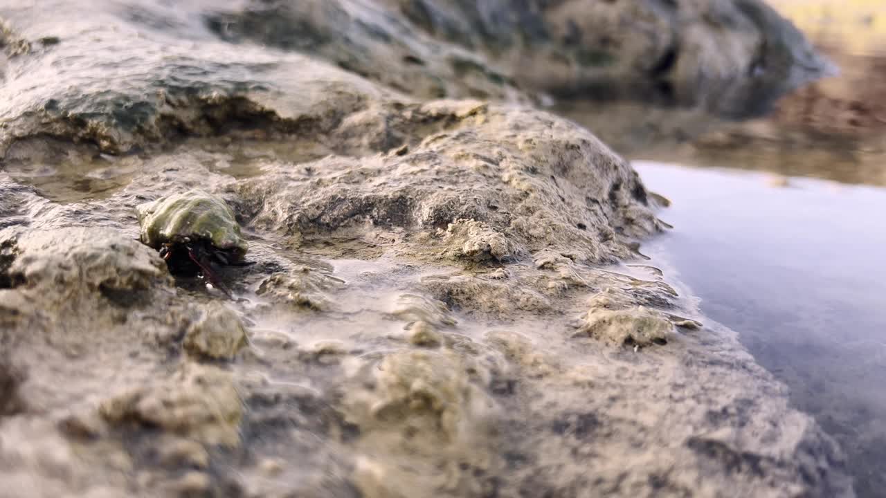 寄居蟹靠水在多岩石的地形上移动，展现出独特的外壳和自然习性，凸显了其栖息地沿海野生动物的魅力视频下载