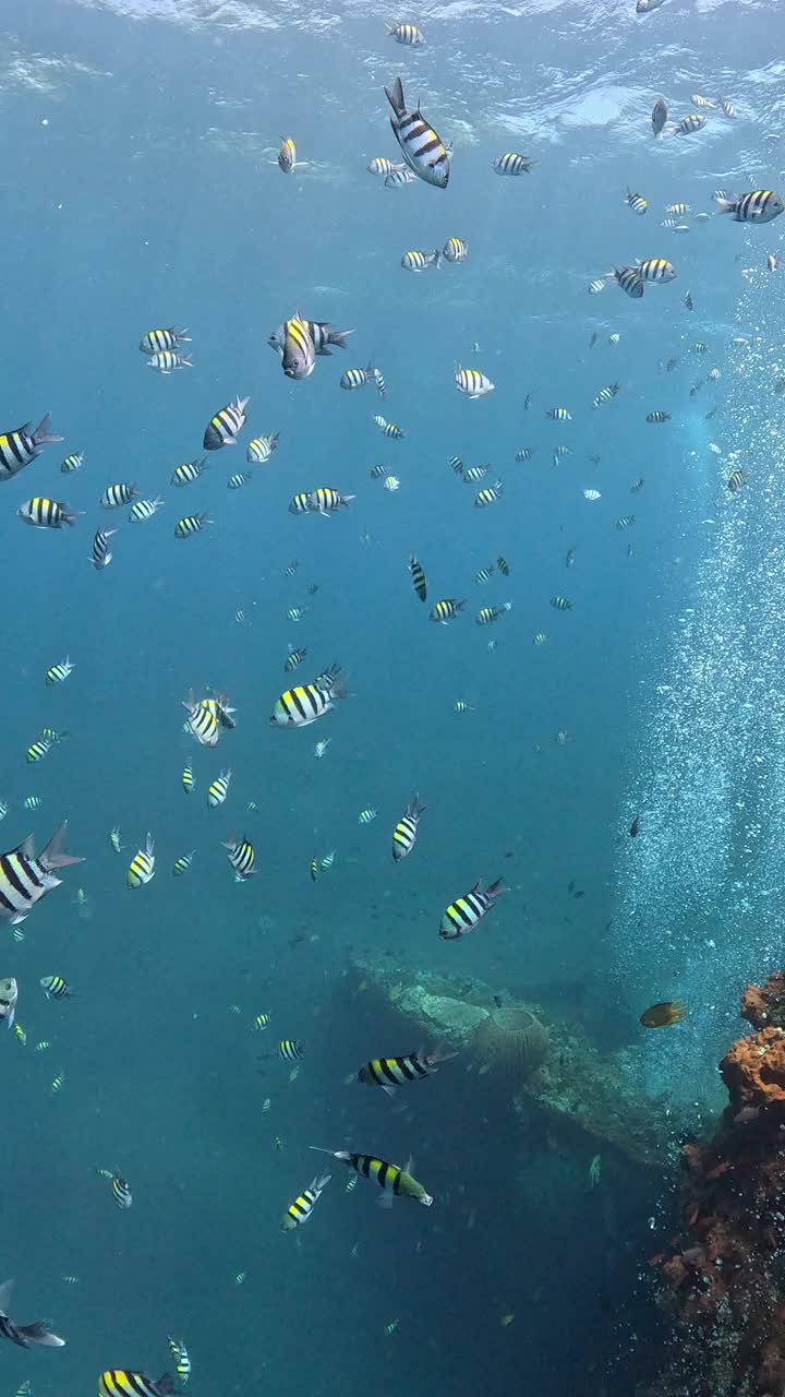 自由海难视频下载