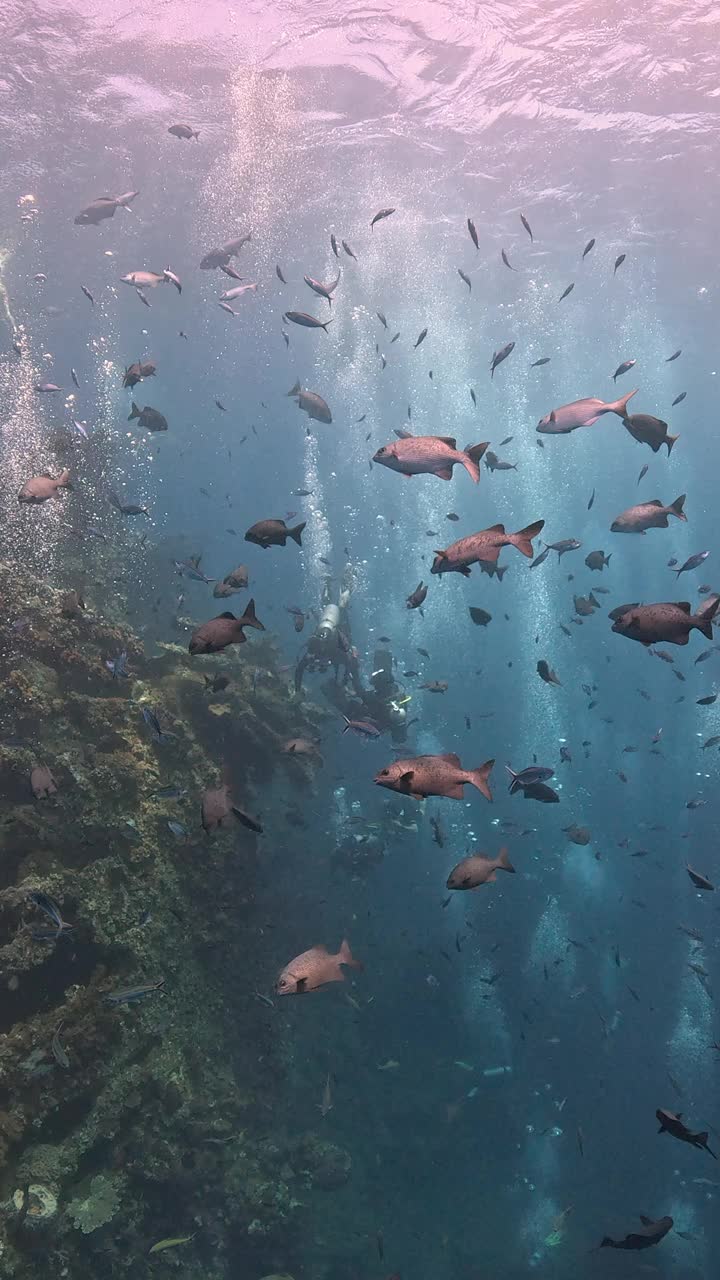 自由海难视频素材