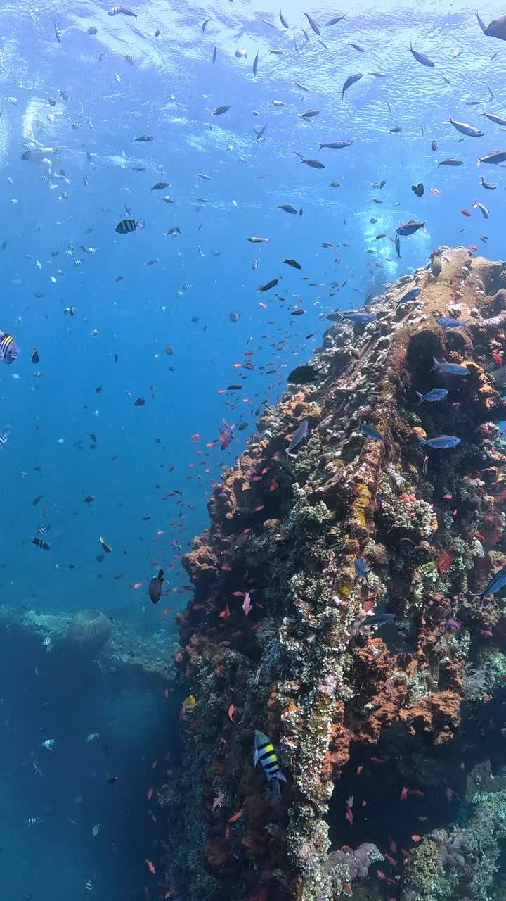 自由海难视频下载