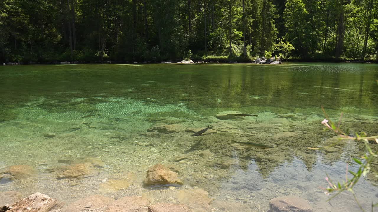 鳟鱼在一条宁静的河流流过茂密的森林在夏天被清澈的翡翠水包围视频下载