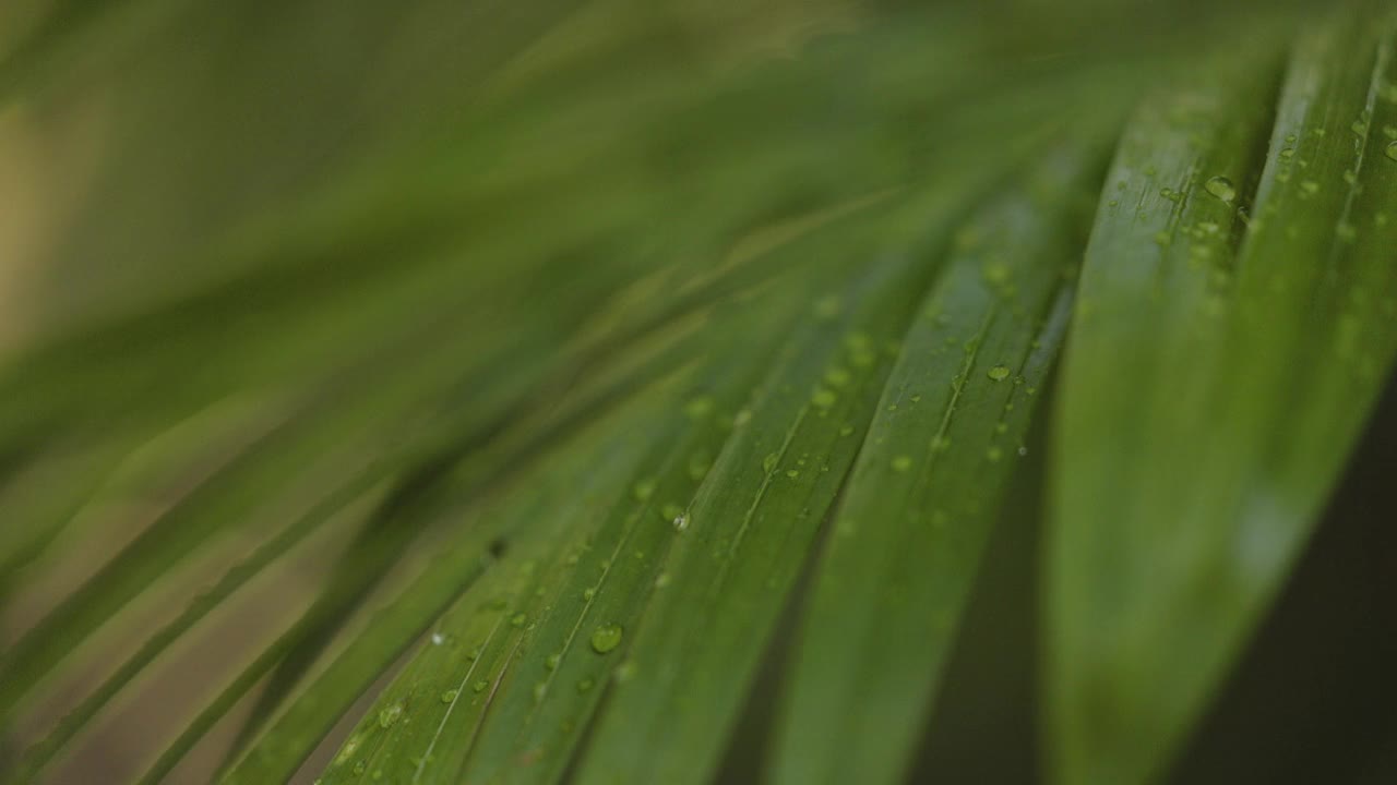 自然光线下的雨林景象，微风和水从蕨类植物中滴下视频下载