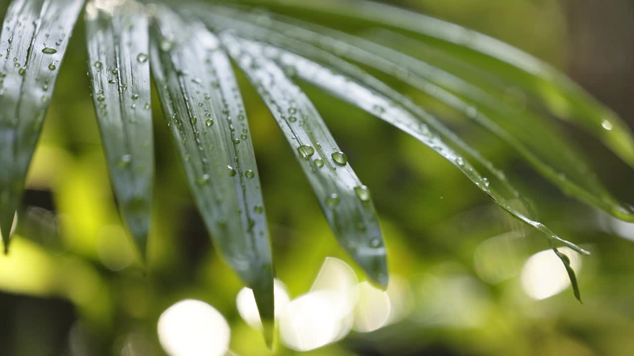 自然光线下的雨林景象，微风和水从蕨类植物中滴下视频下载