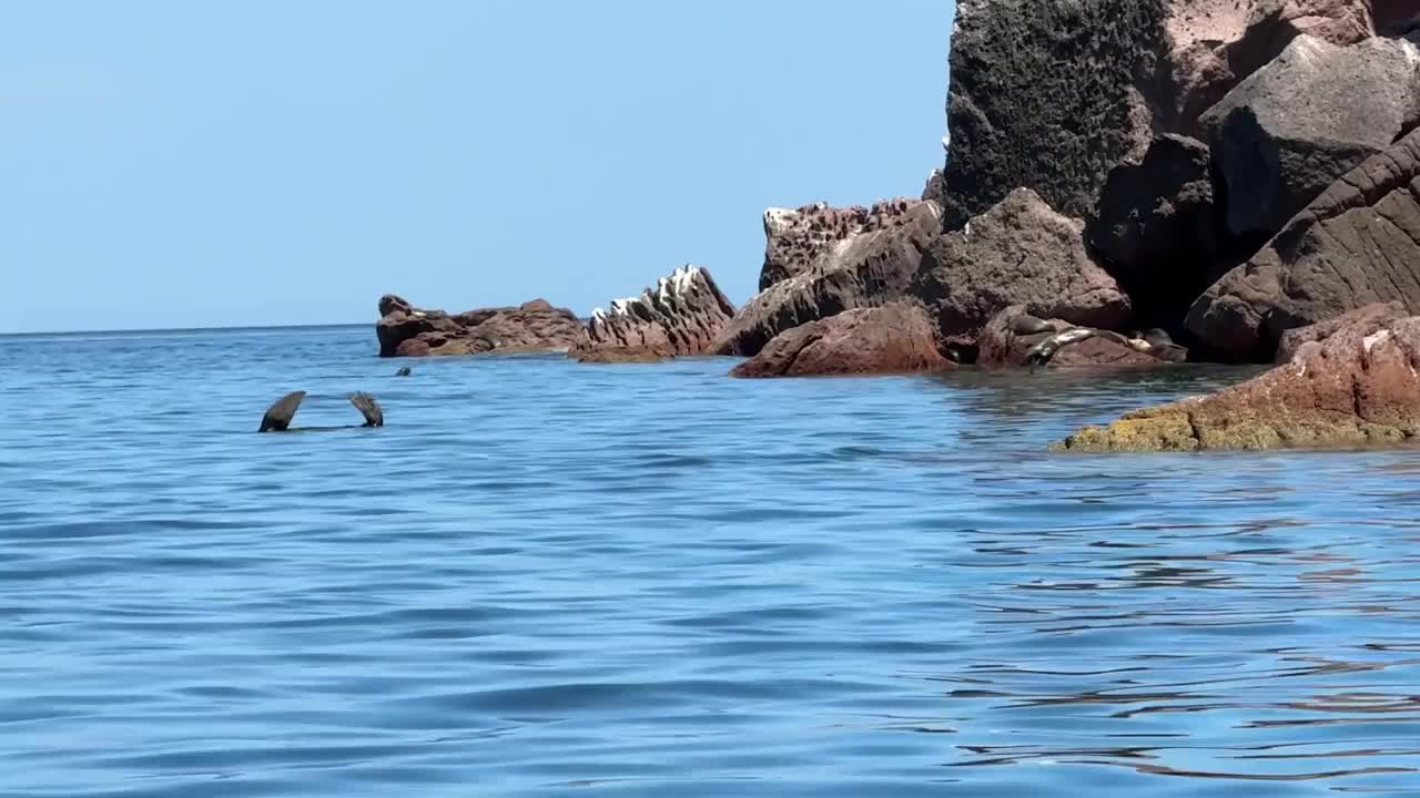 海狮和岩石海岸视频下载