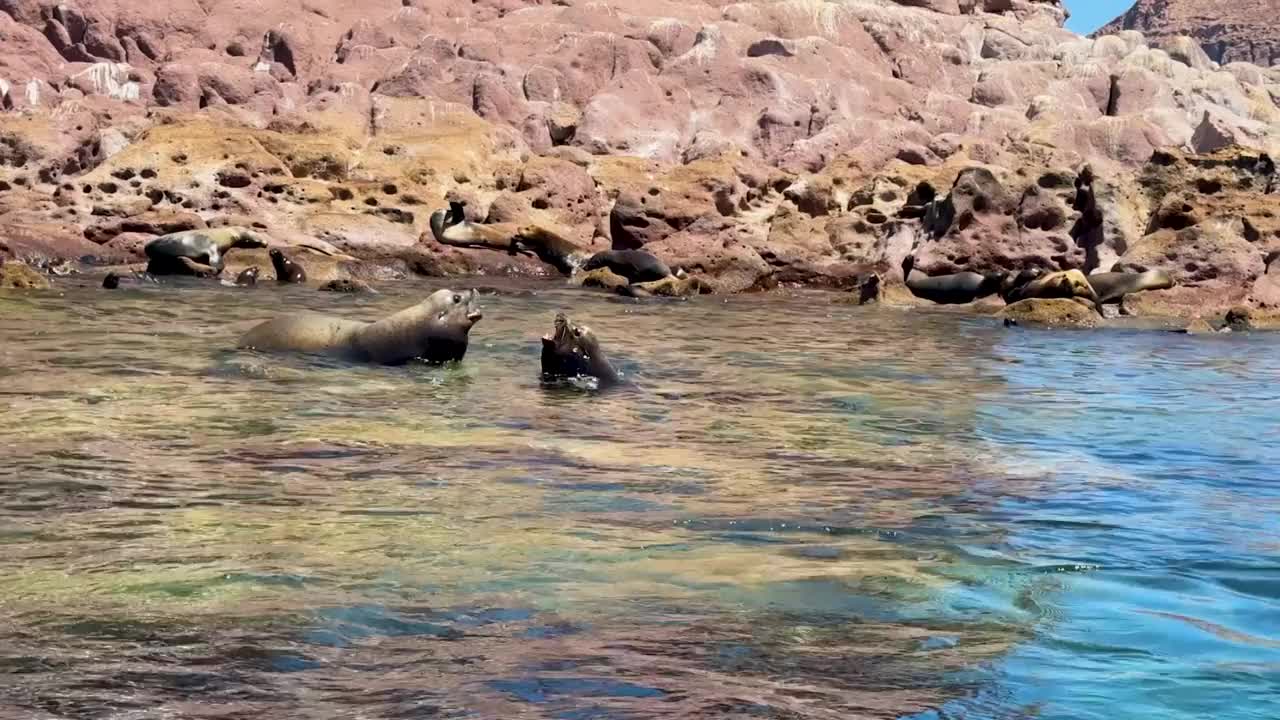 海狮在海洋中游泳视频下载