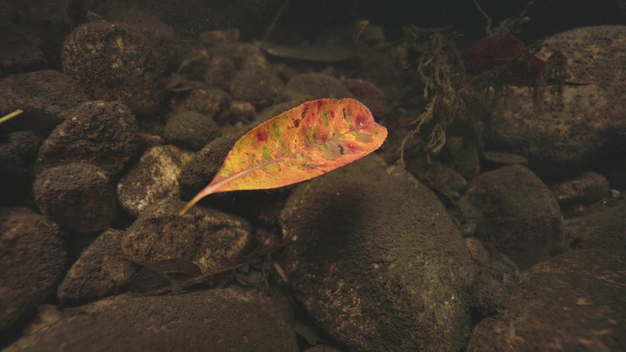 水下自然景观与树叶轻轻地流下岩石底部的溪流在热带雨林视频下载