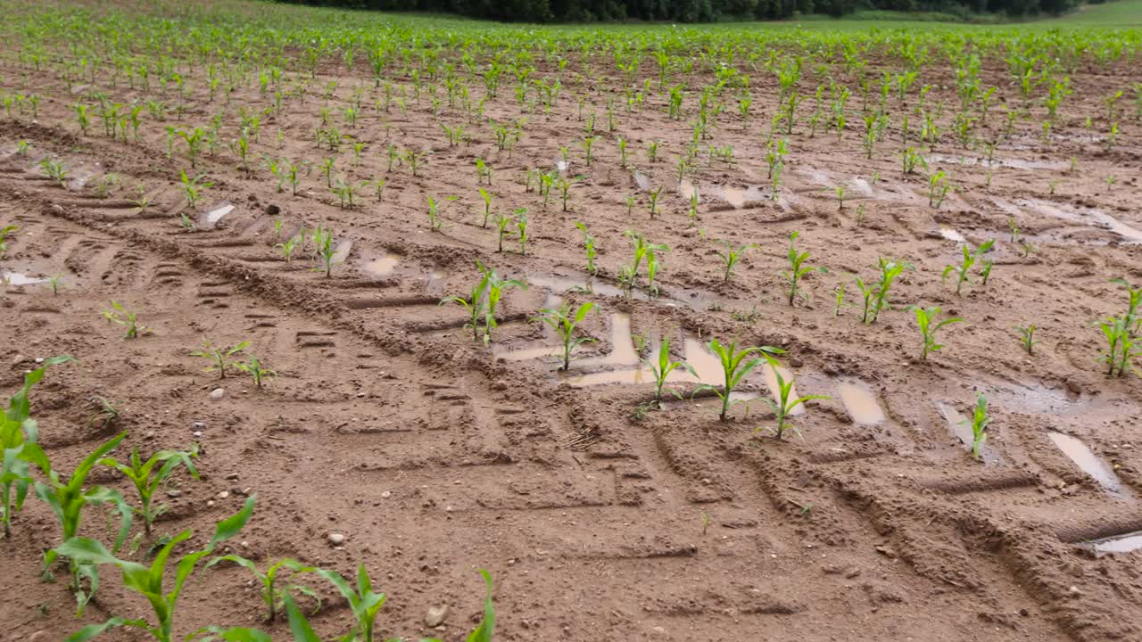 雨后多云的玉米地视频下载