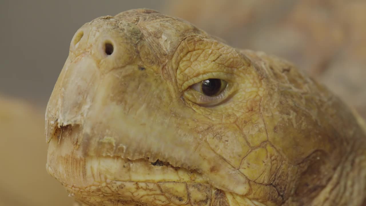 非洲刺龟(Centrochelys sulcata)头部特写视频下载