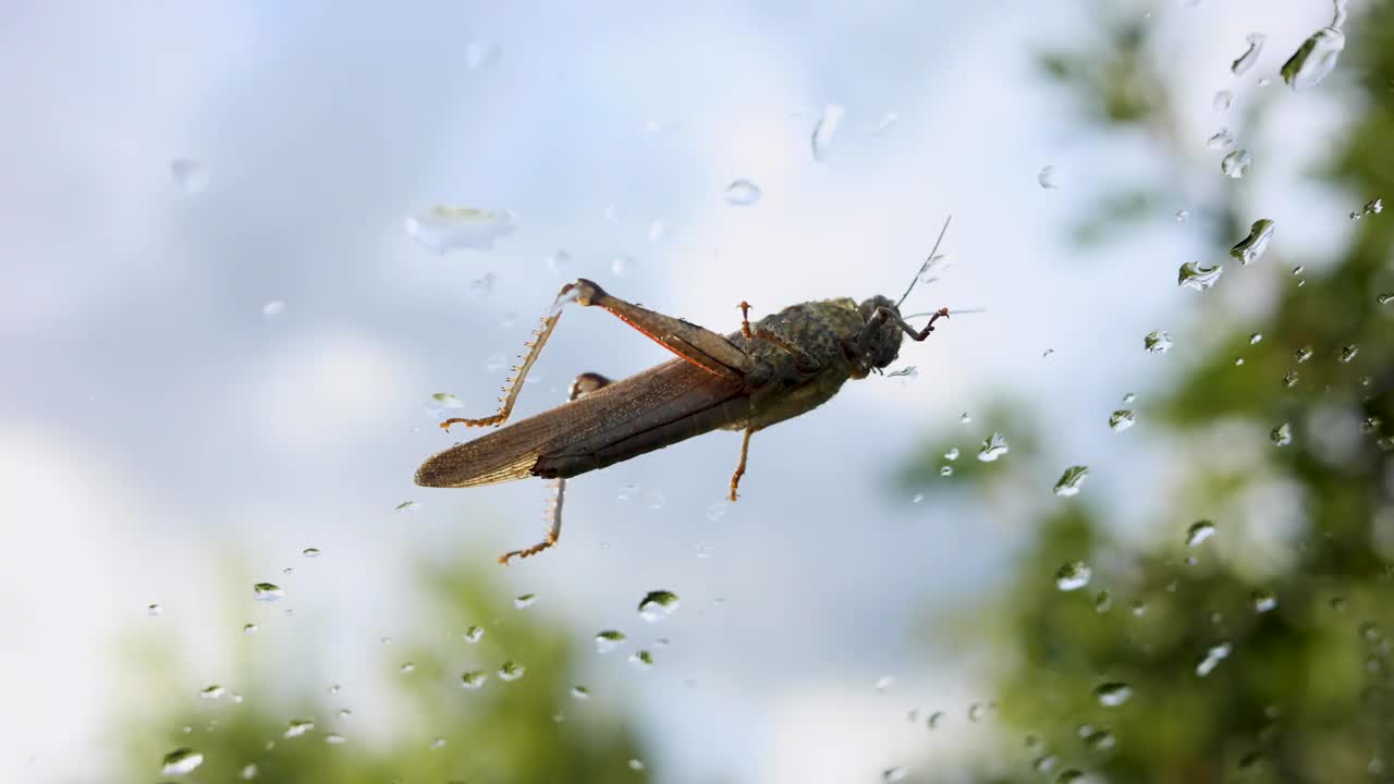 雨后有雨点的挡风玻璃上的蚱蜢视频下载