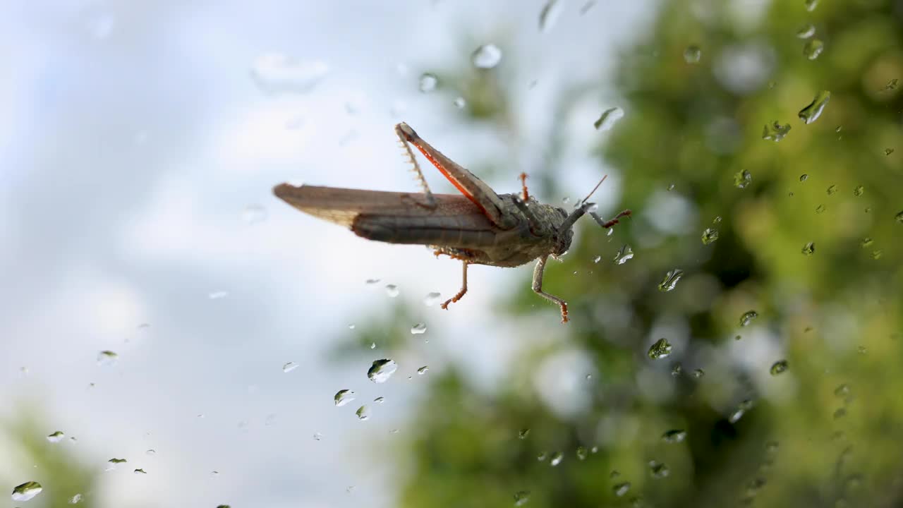 雨后湿玻璃上的蚱蜢视频下载