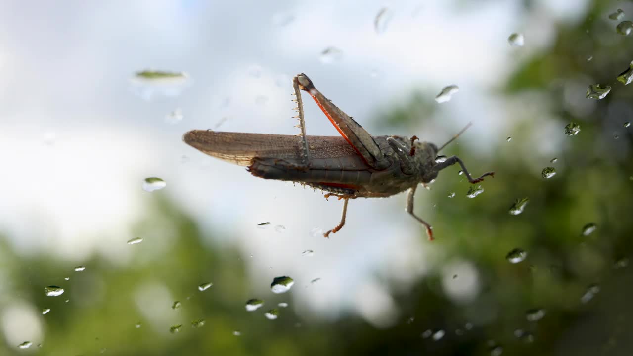 蚱蜢在雨点旁边的挡风玻璃上视频素材