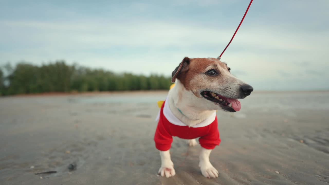 杰克罗素猎犬在大海中玩耍，在泰国南部Pakmeng海滩的海岸线上玩耍视频下载