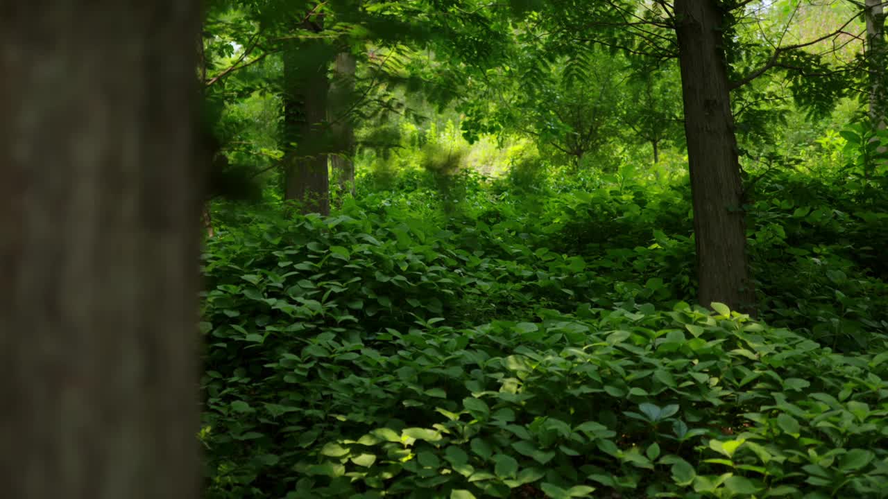 郁郁葱葱的绿色植物视频下载