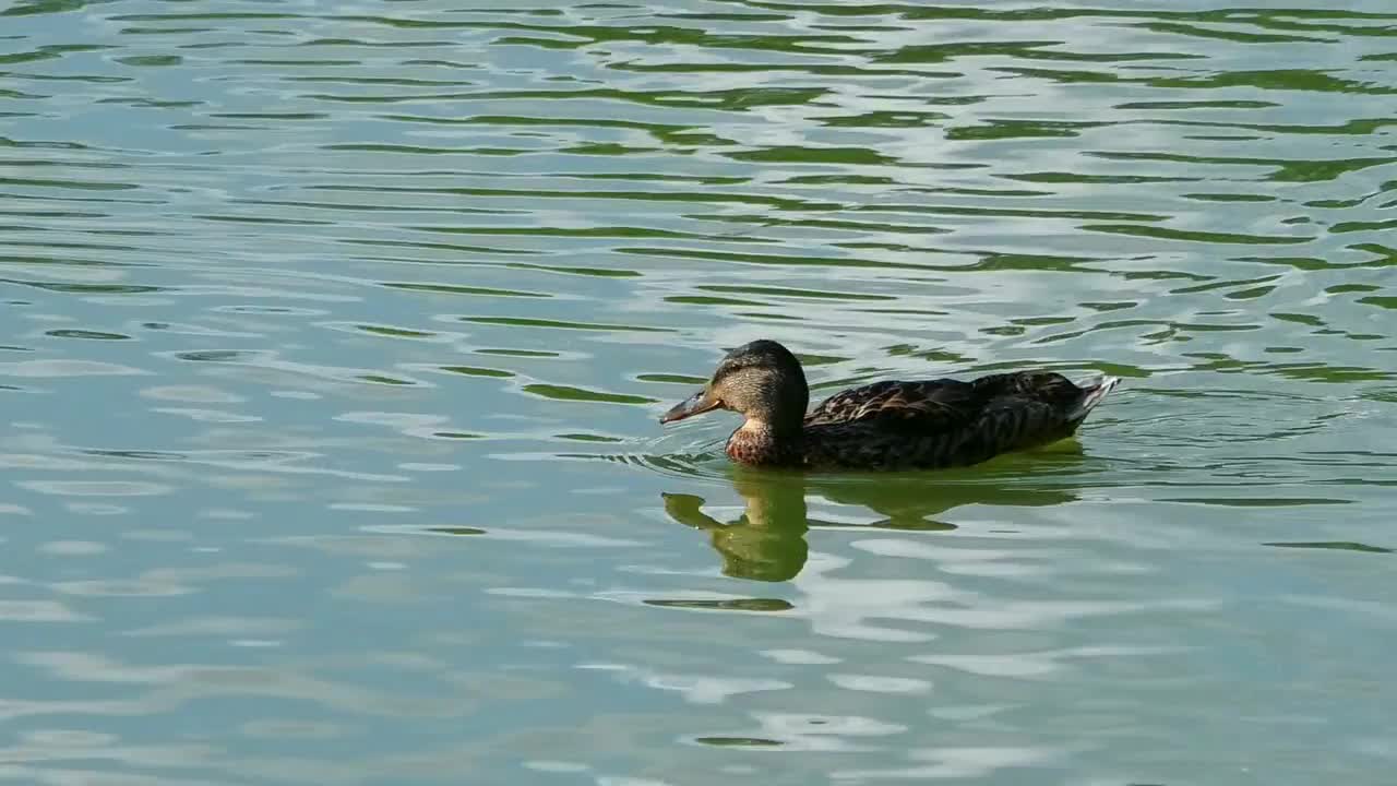 一只野鸭在湖里游泳。视频素材