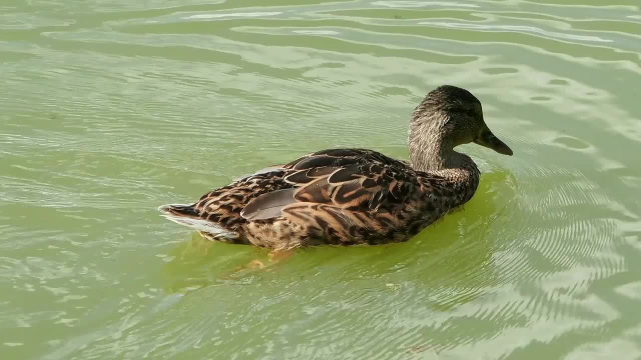 一只野鸭在湖里游泳。视频素材