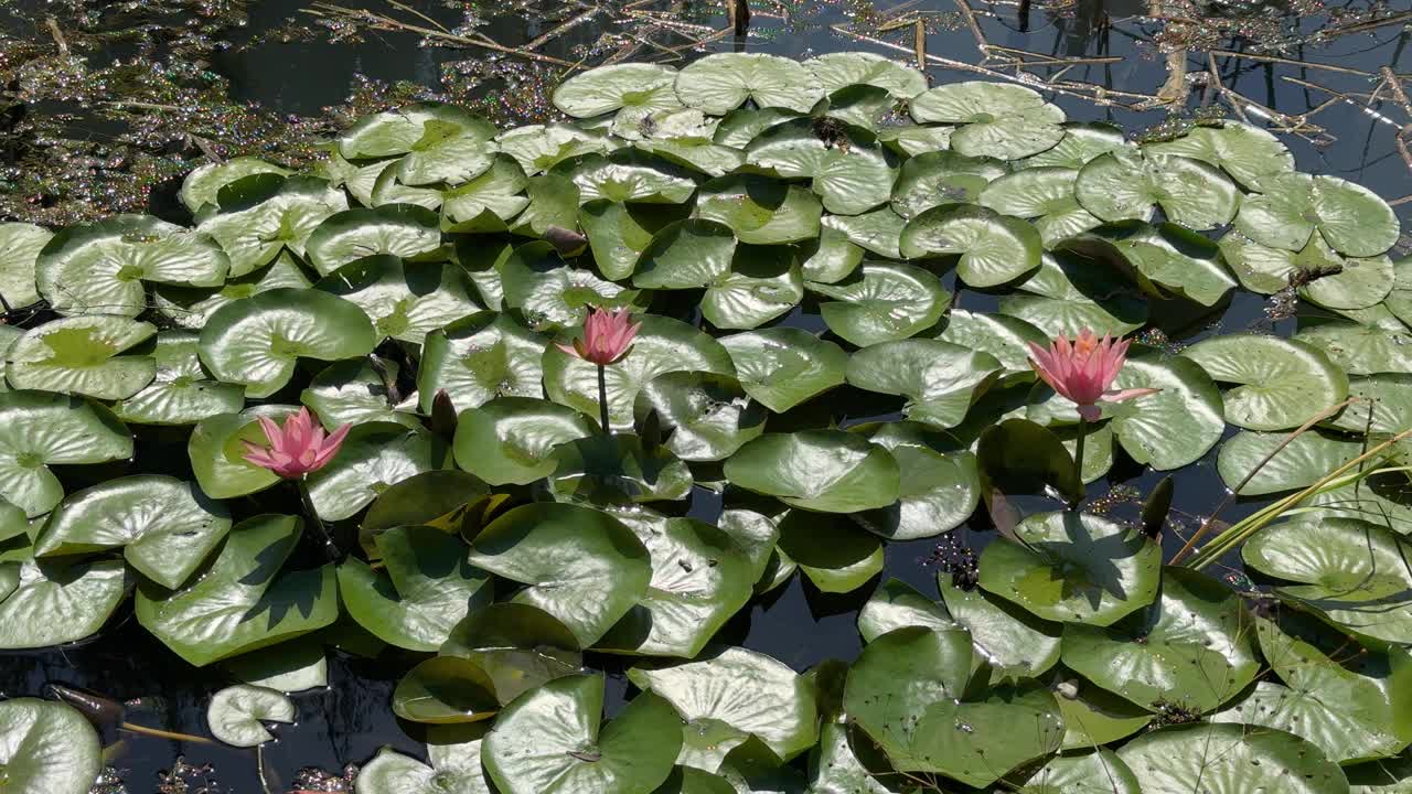 池塘里美丽的荷花视频下载