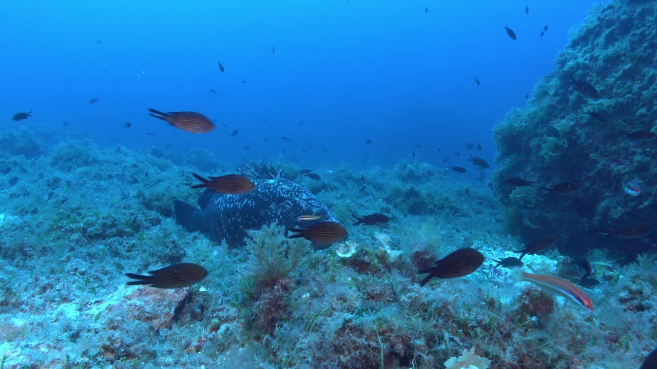 海洋生物-石斑鱼在海底游泳视频下载