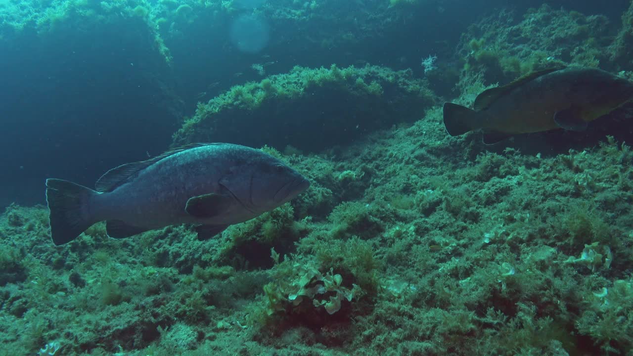 海洋生物-石斑鱼游近相机视频下载