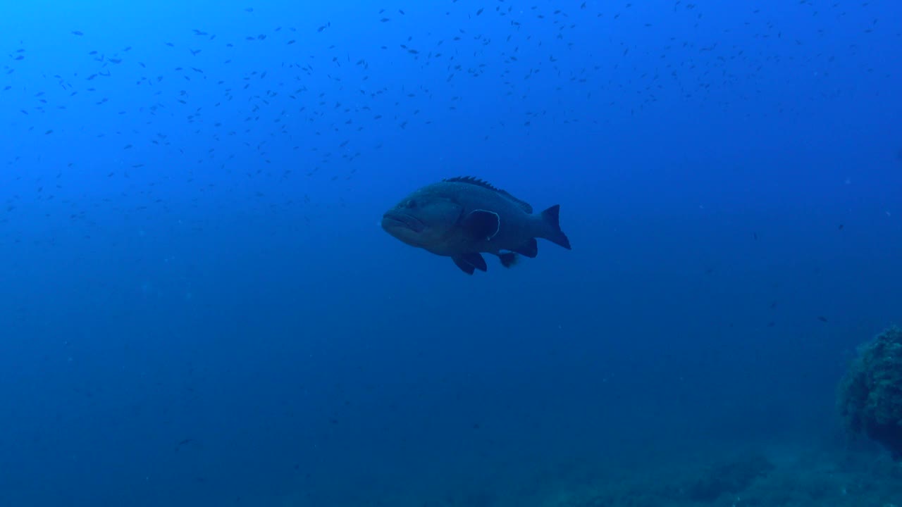 海洋生物-石斑鱼在蓝色的海水中游泳视频下载