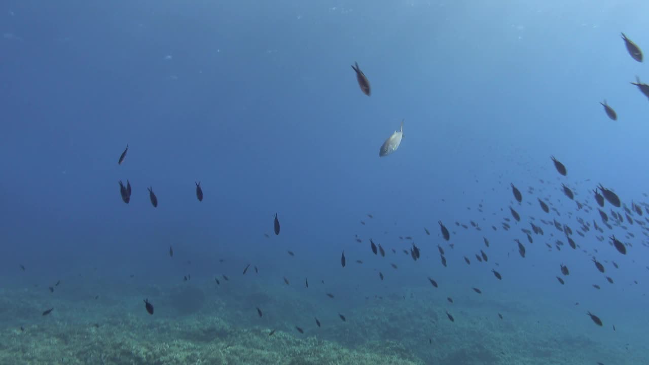 在地中海珊瑚礁中游泳的杰克鱼视频下载