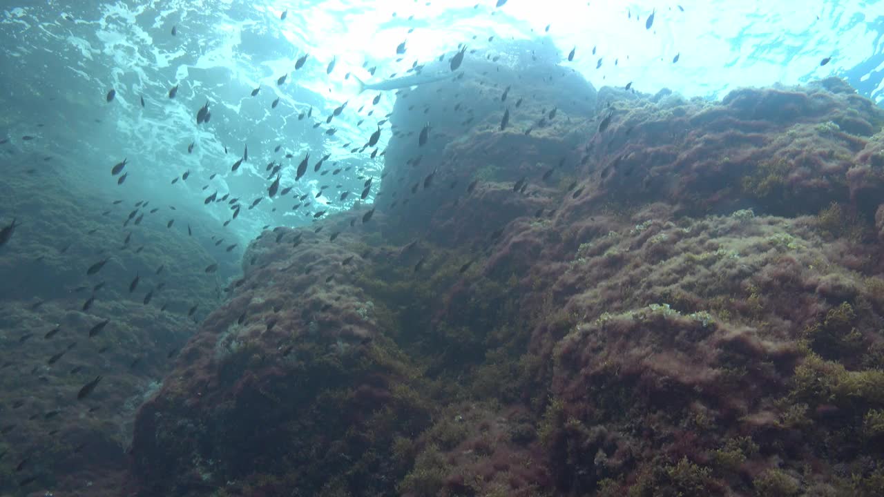 地中海水下景观视频下载