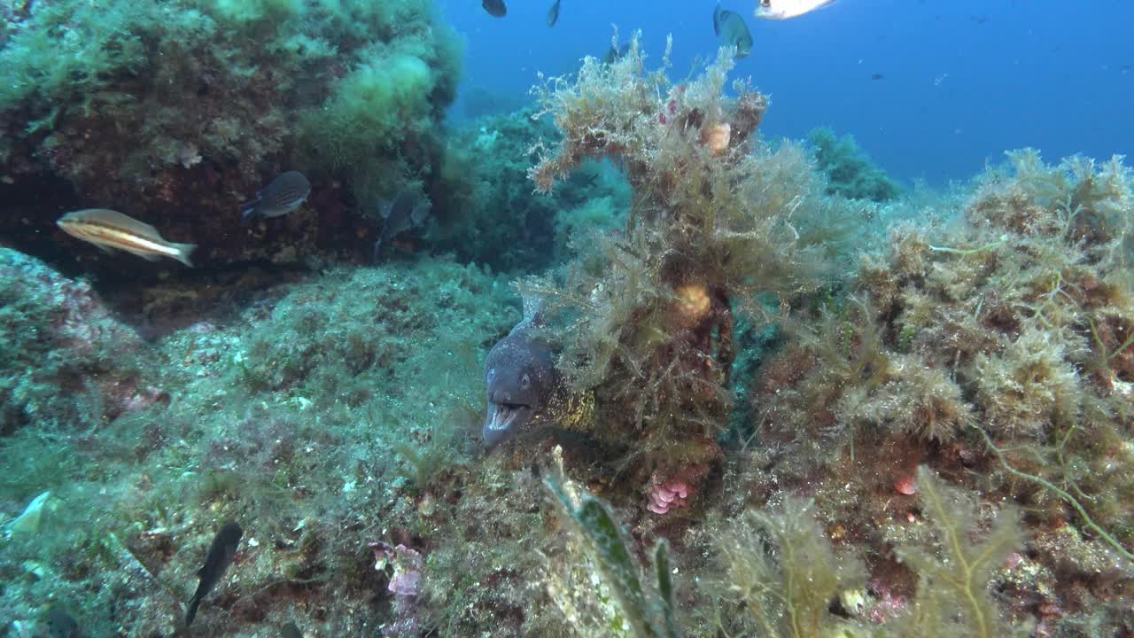 海底野生动物——海鳗视频下载